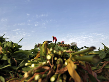 Five points Budget should take note of to jump-start rural agriculture economy Five points Budget should take note of to jump-start rural agriculture economy