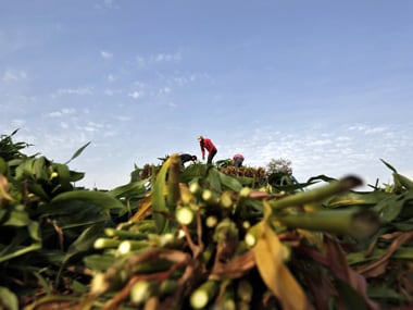 Punjab farmers like makka in roti but not in fields: Here's how govt is changing it
