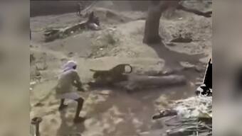 Watch: Indore man fights off leopard single-handedly with only a stick