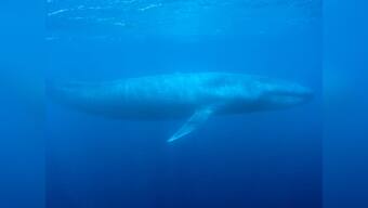 Whale vomit set to fetch over Rs 7 lakh at auction