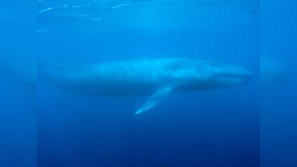 Whale vomit set to fetch over Rs 7 lakh at auction