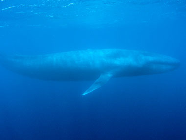 Whale vomit set to fetch over Rs 7 lakh at auction Whale vomit set to fetch over Rs 7 lakh at auction