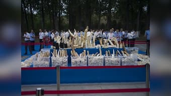 In a symbolic gesture against illegal trading, China destroys 600kg of ivory