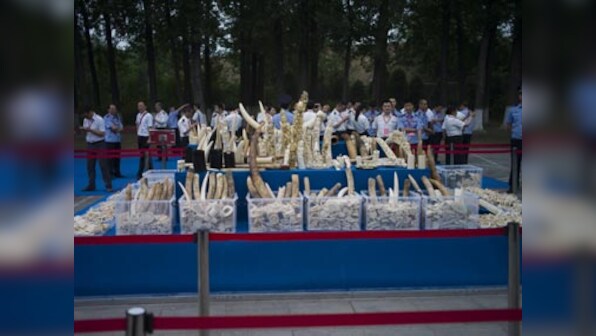 In a symbolic gesture against illegal trading, China destroys 600kg of ivory