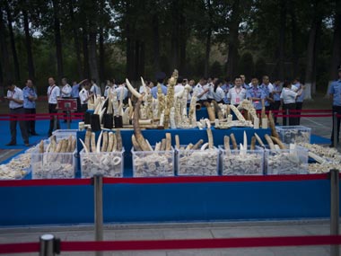 In a symbolic gesture against illegal trading, China destroys 600kg of ivory In a symbolic gesture against illegal trading, China destroys 600kg of ivory