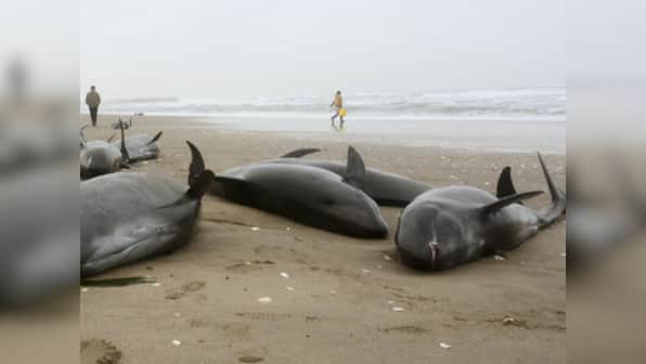 Mumbai: Environment Ministry clueless even as 10 dead dolphins wash ashore