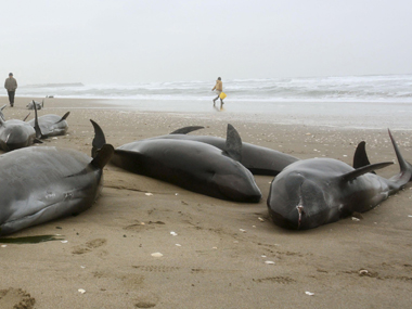 Mumbai: Environment Ministry clueless even as 10 dead dolphins wash ashore Mumbai: Environment Ministry clueless even as 10 dead dolphins wash ashore