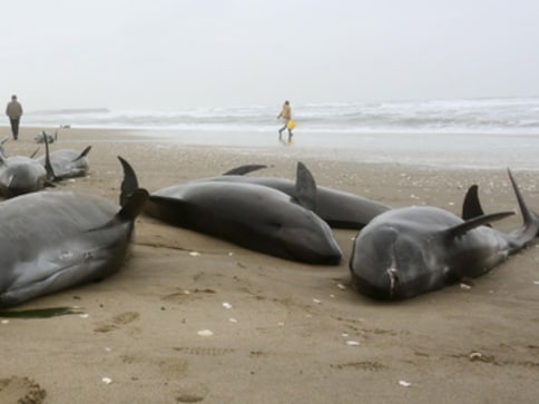 Mumbai: Environment Ministry clueless even as 10 dead dolphins wash ashore Mumbai: Environment Ministry clueless even as 10 dead dolphins wash ashore