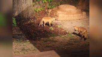 Aww! These adorable baby foxes playing with a dog's ball will brighten your day