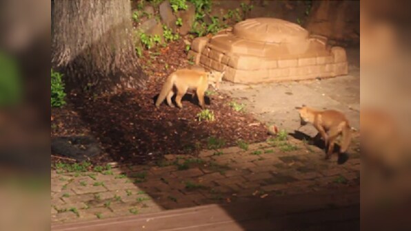 Aww! These adorable baby foxes playing with a dog's ball will brighten your day