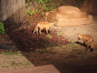 Aww! These adorable baby foxes playing with a dog's ball will brighten your day Aww! These adorable baby foxes playing with a dog's ball will brighten your day