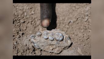 Lucy had company: Ethiopian fossils indicate new forerunner of humans 