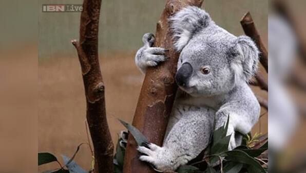 'Blinky Bill' the Koala surprises hospital staff with late night visit to emergency room