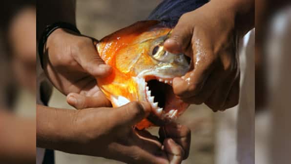 Fishes in Andhra Pradesh under Piranha threat, humans not safe either