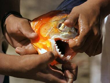 Fishes in Andhra Pradesh under Piranha threat, humans not safe either