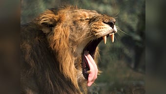 Woohoo! Number of Asiatic lions in Gir goes up by 27%: Census puts total number at 523