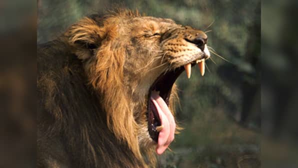 Woohoo! Number of Asiatic lions in Gir goes up by 27%: Census puts total number at 523