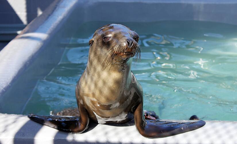 The photo from Marine Mammal Center shows the male sea lion nicknamed Rubbish hiding under a car and waddling away from rescuers. AP
