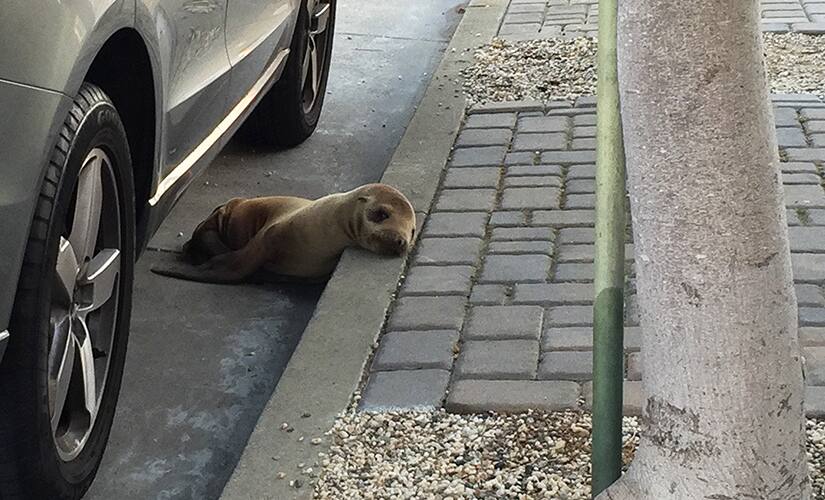 Stranded sea lion pup lying next to a car on a San Francisco street. AP