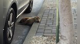 Awww! Sea lion pup gets rescued from San Francisco sidewalk