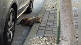 Awww! Sea lion pup gets rescued from San Francisco sidewalk