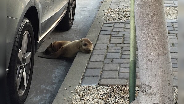 Awww! Sea lion pup gets rescued from San Francisco sidewalk