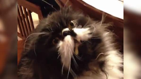 Watch: Adorable house cat gets a brain freeze after eating vanilla ice cream