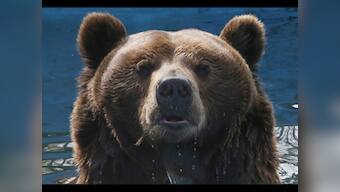 Watch: Man meets bear. Guess what happens next?