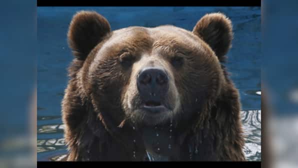 Watch: Man meets bear. Guess what happens next?