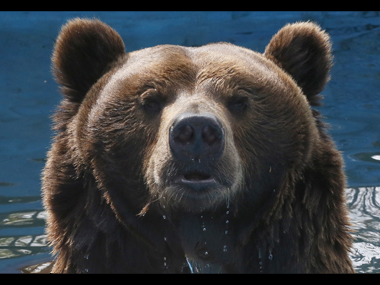 Watch: Man meets bear. Guess what happens next? Watch: Man meets bear. Guess what happens next?