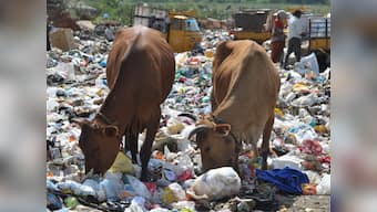 Not 'carnivorous tiger', India's national animal should be the cow, urges Hindutva groups