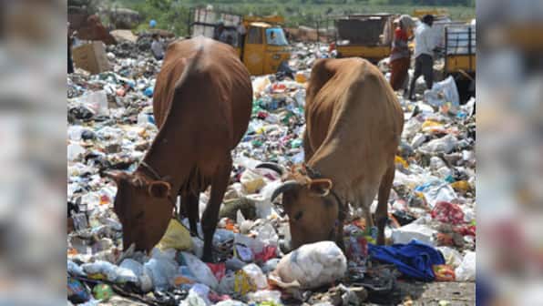 Not 'carnivorous tiger', India's national animal should be the cow, urges Hindutva groups