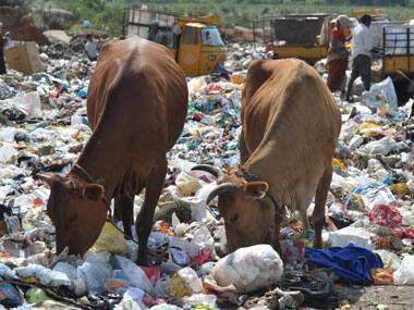 Not 'carnivorous tiger', India's national animal should be the cow, urges Hindutva groups