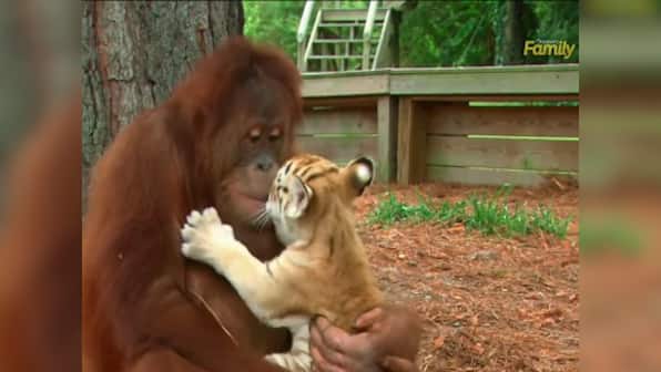 Aww! Watch this male orangutan adopt and play with three baby tiger cubs 