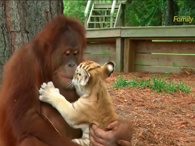 Aww! Watch this male orangutan adopt and play with three baby tiger cubs Aww! Watch this male orangutan adopt and play with three baby tiger cubs