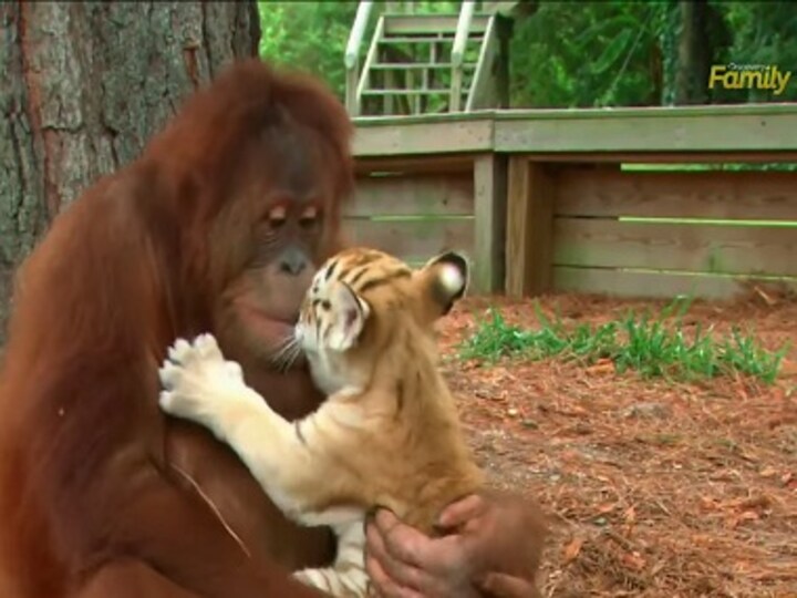 Aww! Watch this male orangutan adopt and play with three baby tiger cubs 