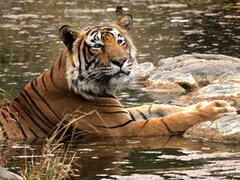 World Celebrates Tiger Day Today: Why Is It That Significant?