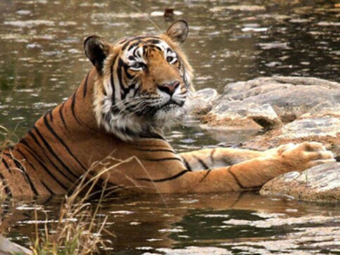 World Tiger Day infographic: India home to 70% of world's tigers