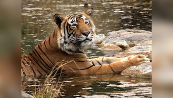 At least 33 tigers died in India in 2015 because of illegal poaching, say wildlife groups