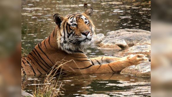 World Tiger Day infographic: India home to 70% of world's tigers