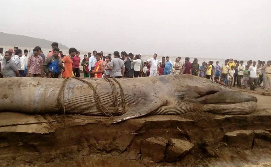 RIP blue whale: Beached mammal gets a burial after it dies at Alibaug coast