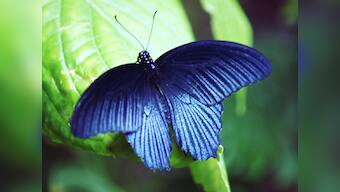 Maharashtra now has a 'state butterfly', and here's what it looks like