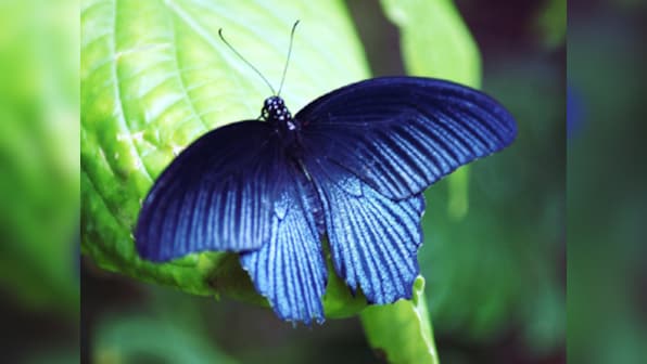Maharashtra now has a 'state butterfly', and here's what it looks like