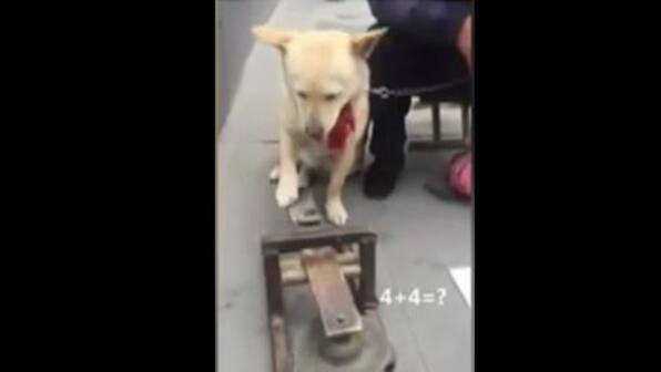 Meet the canine calculator: A dog who solves simple math sums by ringing a bell