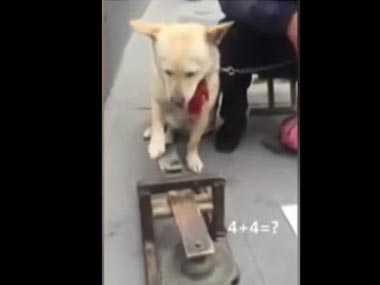 Meet the canine calculator: A dog who solves simple math sums by ringing a bell Meet the canine calculator: A dog who solves simple math sums by ringing a bell