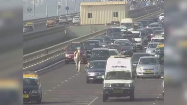 Runaway horse: Watch a wedding ghodi gallop across Mumbai's Bandra-Worli sea link