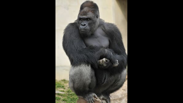 Meet Japan's newest teen supermodel - Shabani, the giant gorilla