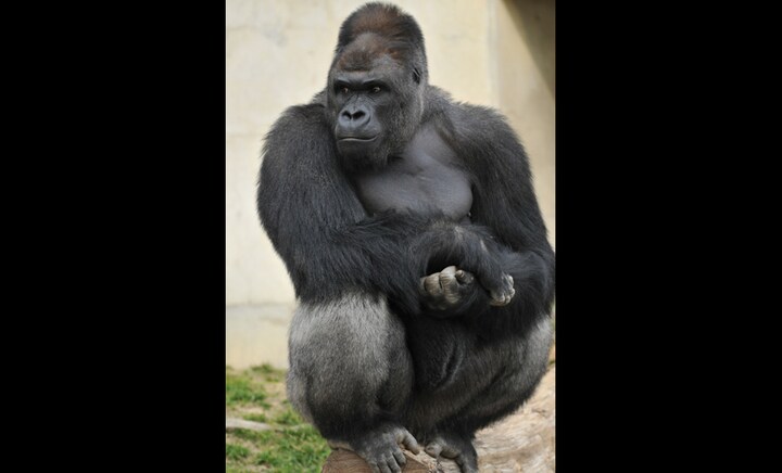 Meet Japan's newest teen supermodel - Shabani, the giant gorilla