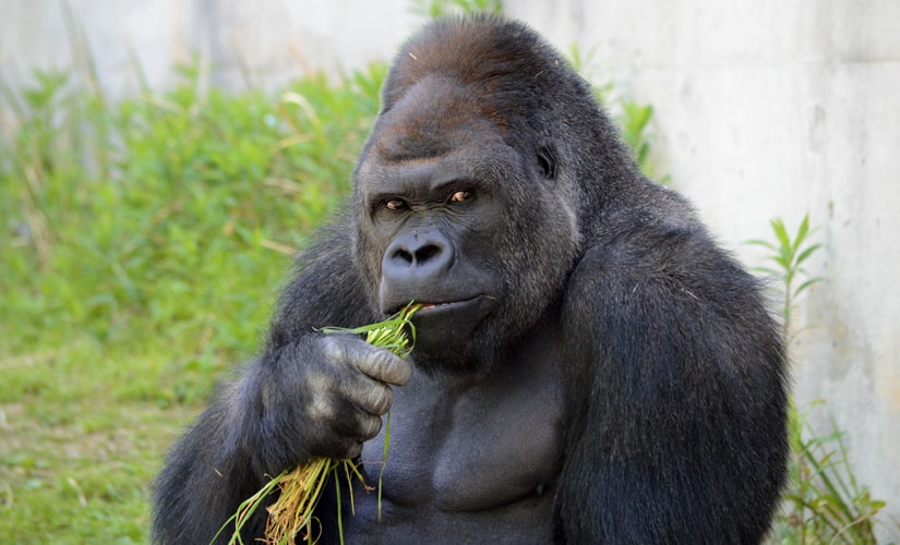 AFP Photo / Higashiyama Zoo and Botanical Gardens