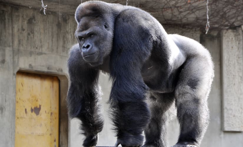 AFP Photo / Higashiyama Zoo and Botanical Gardens